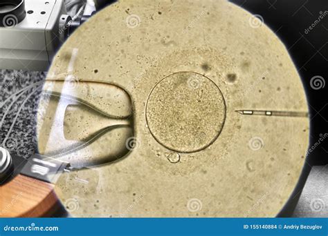 Microscopio per la fecondazione in vitro