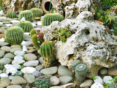 giardino roccioso con diverse varietà di piante tappezzanti