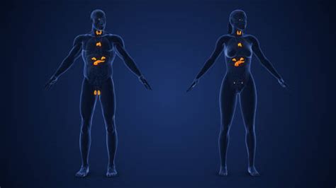 rappresentazione schematica del sistema endocrino femminile e maschile