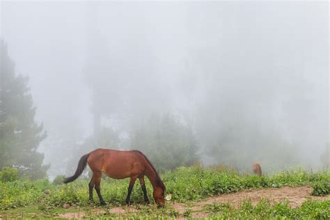 Un cavallo in un ambiente sereno e tranquillo in un prato verde