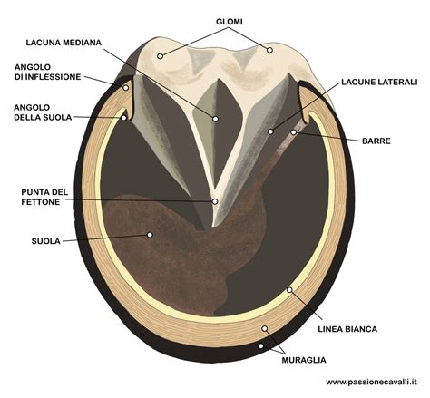Dettaglio anatomico della testa del cavallo con evidenziazione del sistema sensoriale