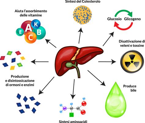 rappresentazione anatomica del fegato umano e il suo ruolo nel metabolismo del glucosio