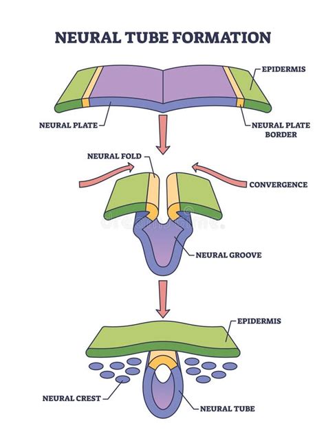 Formazione del tubo neurale