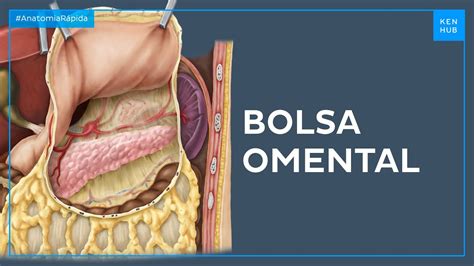 Borsa omentale anatomia