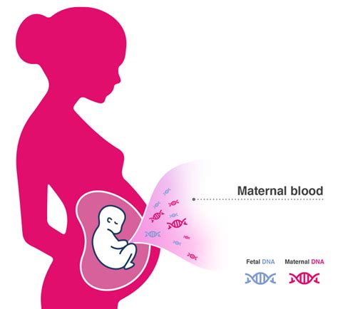 Diagram showing DNA fragments from fetus and mother in maternal blood