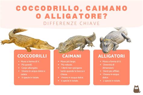 Differenze tra pelle adulta e pelle del bambino
