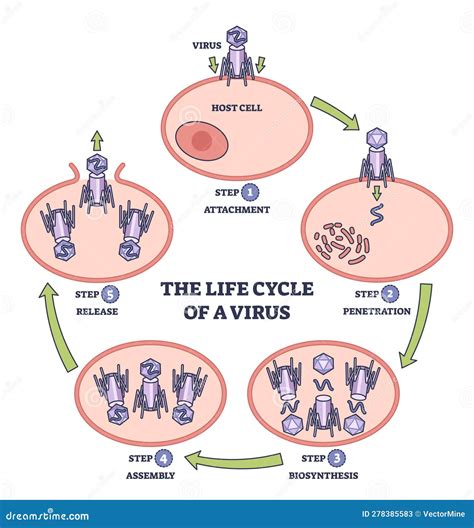 schema del ciclo di vita e trasmissione di Bordetella pertussis