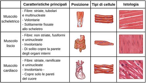 Tessuto cardiaco fetale umano