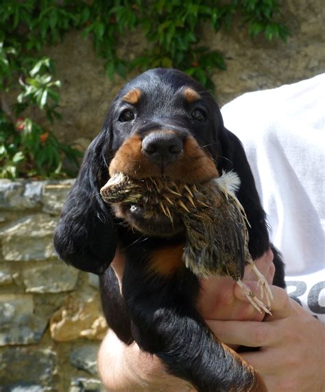 cuccioli di setter che mangiano insieme