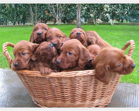 setter irlandese cucciolo in un prato