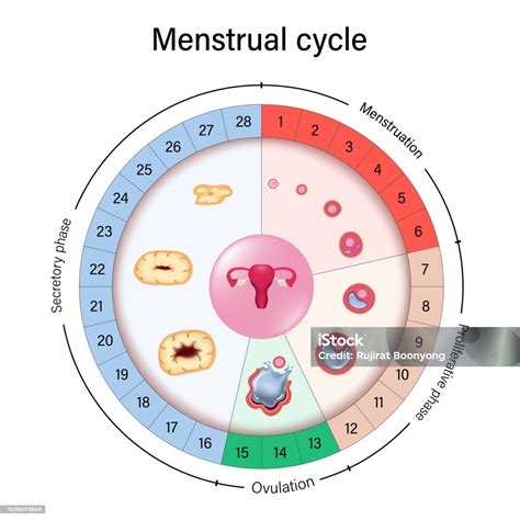 illustrazione schematica del ciclo ovulatorio femminile