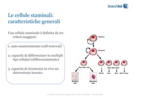 Ricerca sulle cellule staminali del cordone ombelicale
