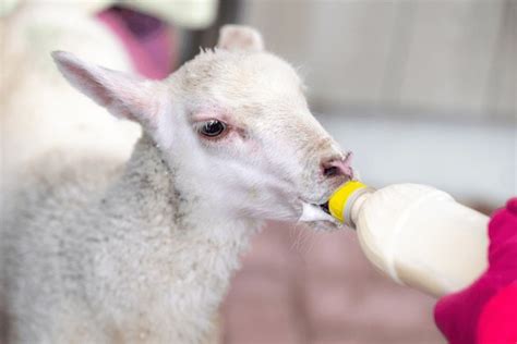 cucciolo di cane che viene nutrito con biberon