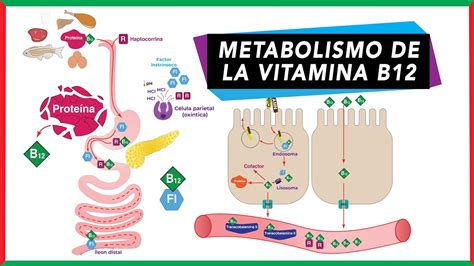 infografica sul metabolismo della vitamina B12 e il suo impatto sul sistema riproduttivo