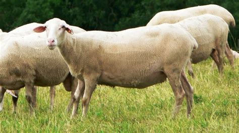 pecora Lacaune al pascolo in un contesto di allevamento moderno