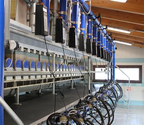 impianto di mungitura automatizzato in un allevamento ovino moderno