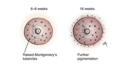illustrazione dei tubercoli di Montgomery e dei cambiamenti dell'areola durante la gestazione