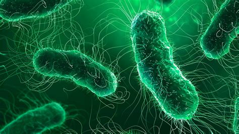 Rappresentazione dei batteri Cronobacter e Salmonella