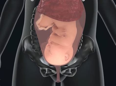 Diagramma del sacco amniotico e del feto