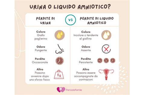 Infografica: confronto tra liquido amniotico, urina e perdite vaginali