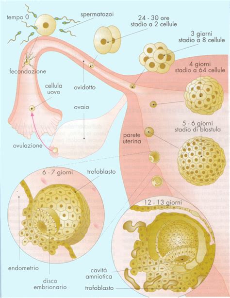 rappresentazione anatomica semplificata del processo di ovulazione e fecondazione
