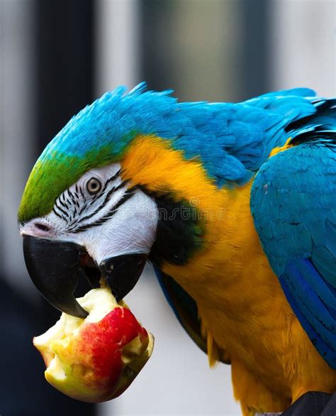 Pappagallo Ara che mangia frutta