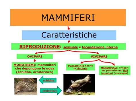diagramma comparativo dell'anatomia riproduttiva tra marsupiali e placentati