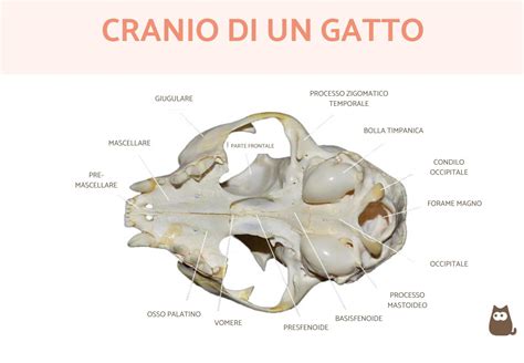 confronto visivo tra il cranio di un marsupiale e quello di un placentato