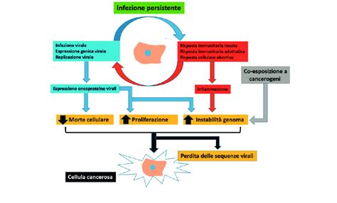rappresentazione schematica dell'efficienza riproduttiva umana