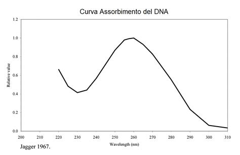 grafico che illustra la curva di assorbimento aminoacidico post-allenamento