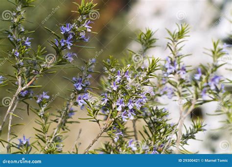 Pianta di Rosmarinus officinalis in fioritura