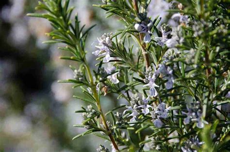Diagramma delle proprietà benefiche del Rosmarinus officinalis
