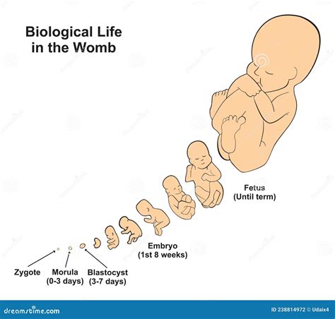 diagramma delle posizioni placentari nell'utero