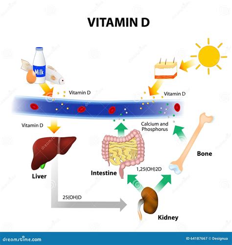 rappresentazione schematica dell'importanza della vitamina D per lo sviluppo osseo del neonato