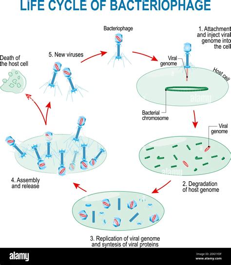 Diagramma del ciclo di vita del batterio della pertosse