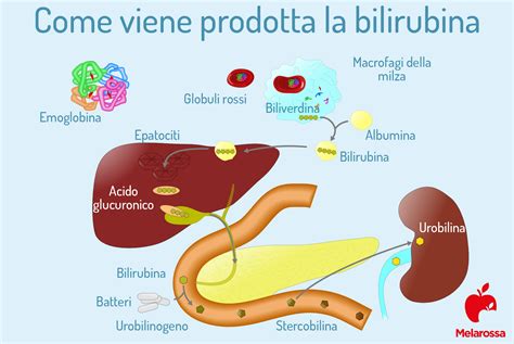 diagramma comparativo che mostra i livelli di emoglobina e bilirubina tra clampaggio immediato e ritardato
