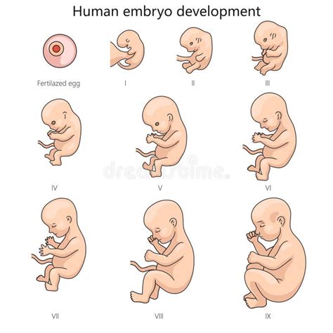 illustrazione schematica delle fasi di transizione neonatale e ruolo della placenta