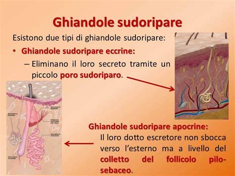 rappresentazione anatomica delle ghiandole sudoripare e della flora batterica cutanea