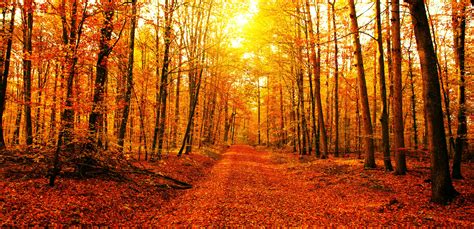 bosco in autunno con foglie colorate