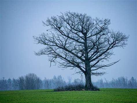 poster di un grande albero in classe senza foglie
