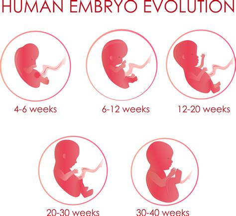 rappresentazione ecografica di un feto durante il primo trimestre
