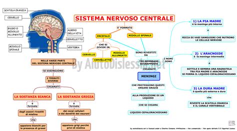 schema riassuntivo del ruolo dei genitori come co-regolatori del sistema nervoso infantile