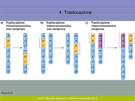 Rappresentazione di una traslocazione cromosomica