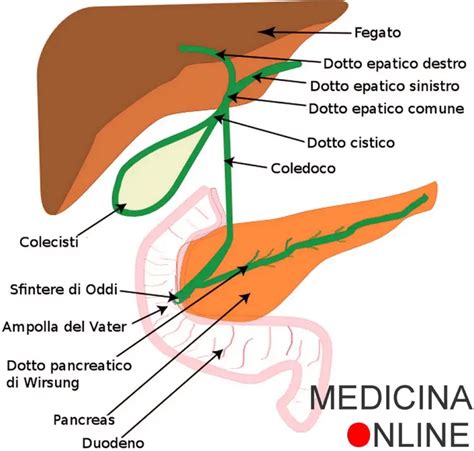 schema anatomico del sistema biliare neonatale e siti comuni di ostruzione