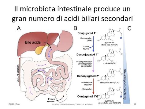 diagramma molecolare della proteina FIC1 e il trasporto canalicolare degli acidi biliari