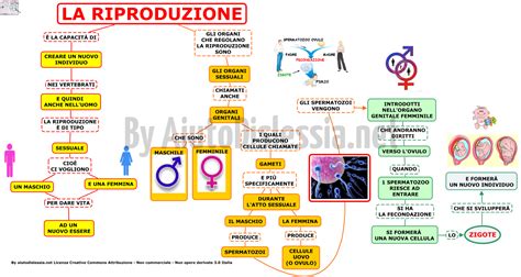 rappresentazione schematica dell'apparato riproduttivo femminile in fase di monitoraggio ecografico