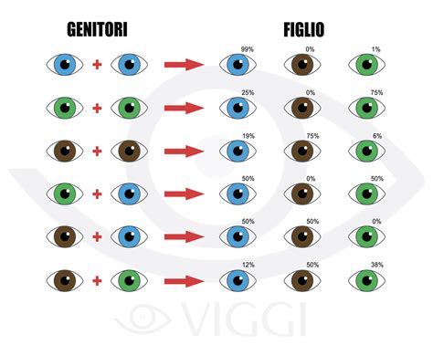 schema delle probabilità genetiche per il colore degli occhi