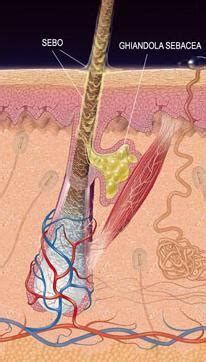 Anatomia del cuoio capelluto e ghiandole sebacee