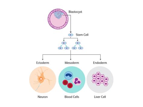 Schematic representation of stem cell differentiation
