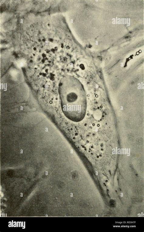 Micrografia di oogoni in fase di moltiplicazione